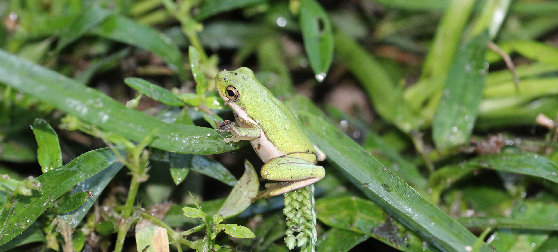 Green-Tree-Frog