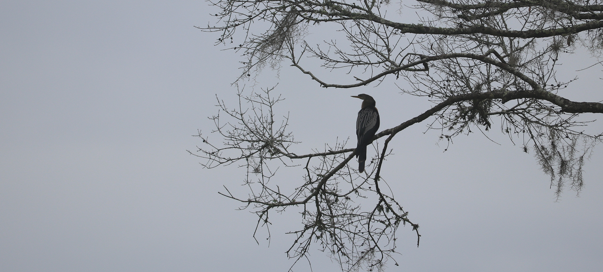 Anhinga