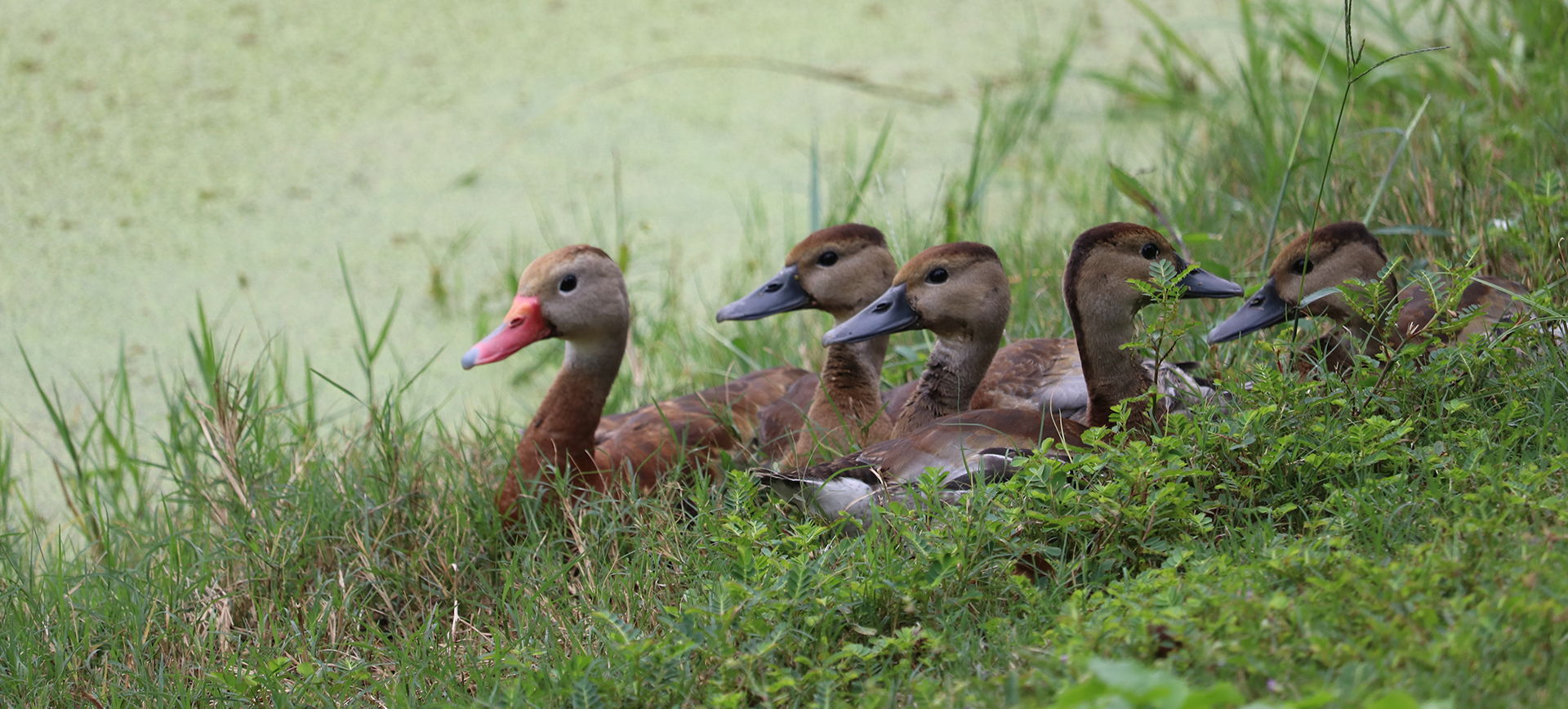 Black Bellied Whistling Ducks