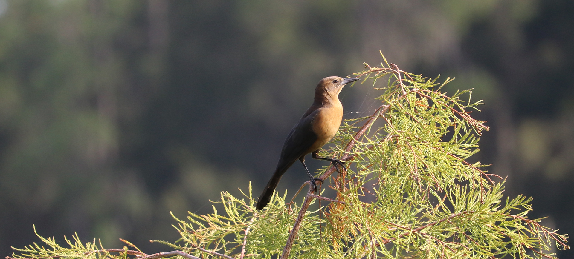 Boat Tailed Grackle