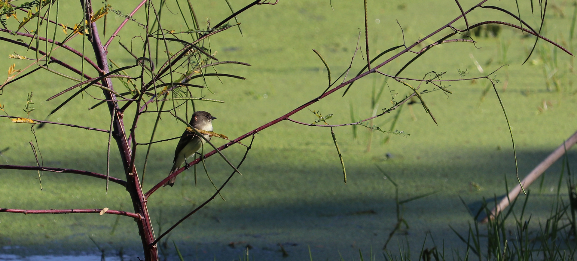 Eastern Phoebe