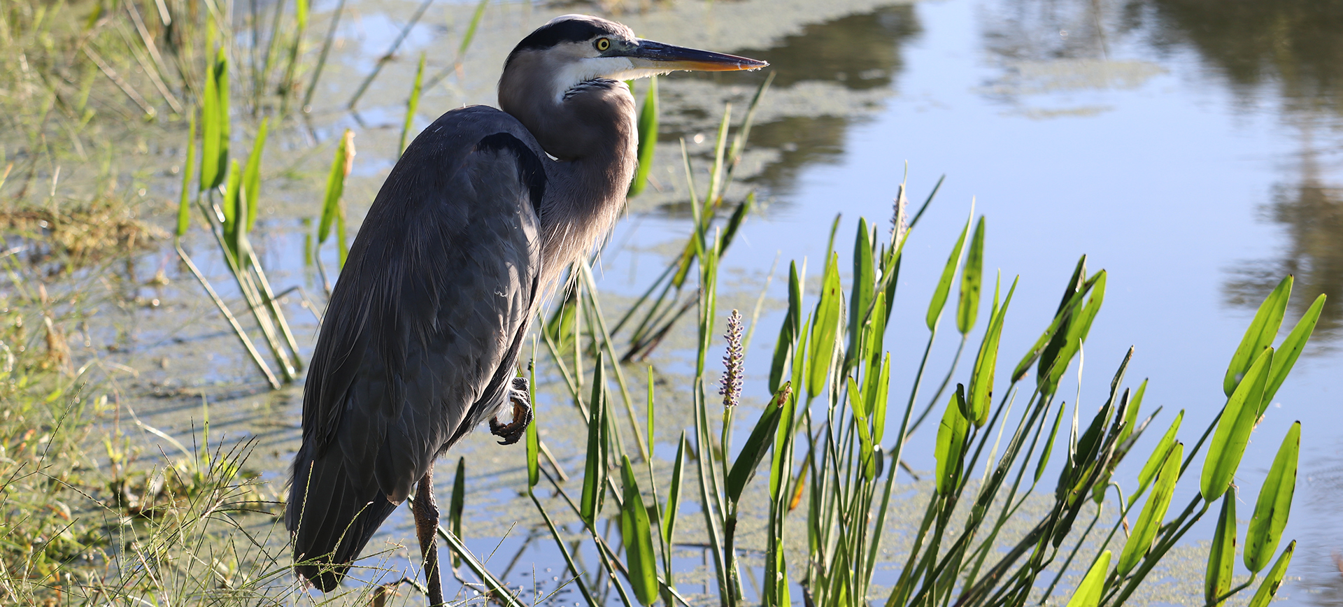 Great Blue Heron