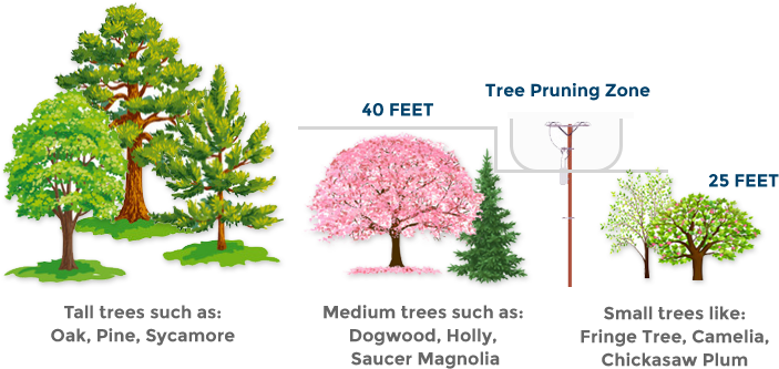 Tree pruning zone