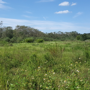 charcoal plant field